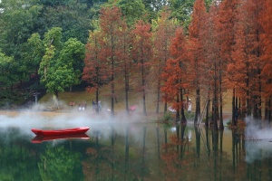 大美中国・壮美广西0112丨“水上森林”层林尽染景如画