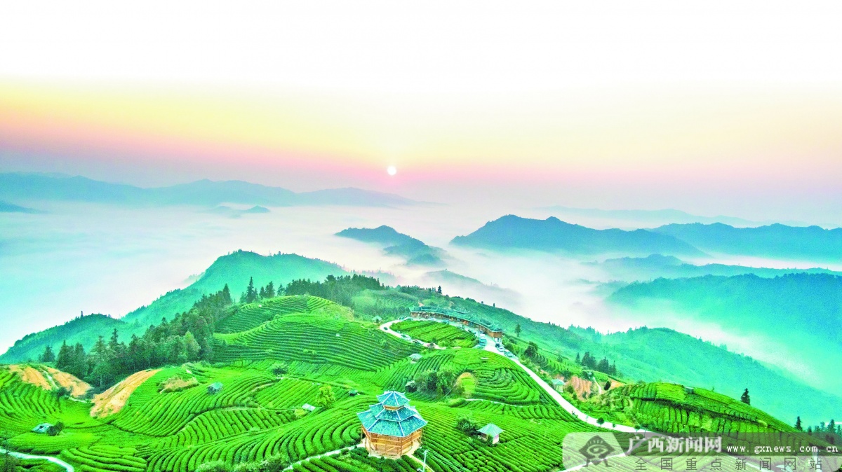 三江:20万亩茶园 立起乡村振兴绿色支柱