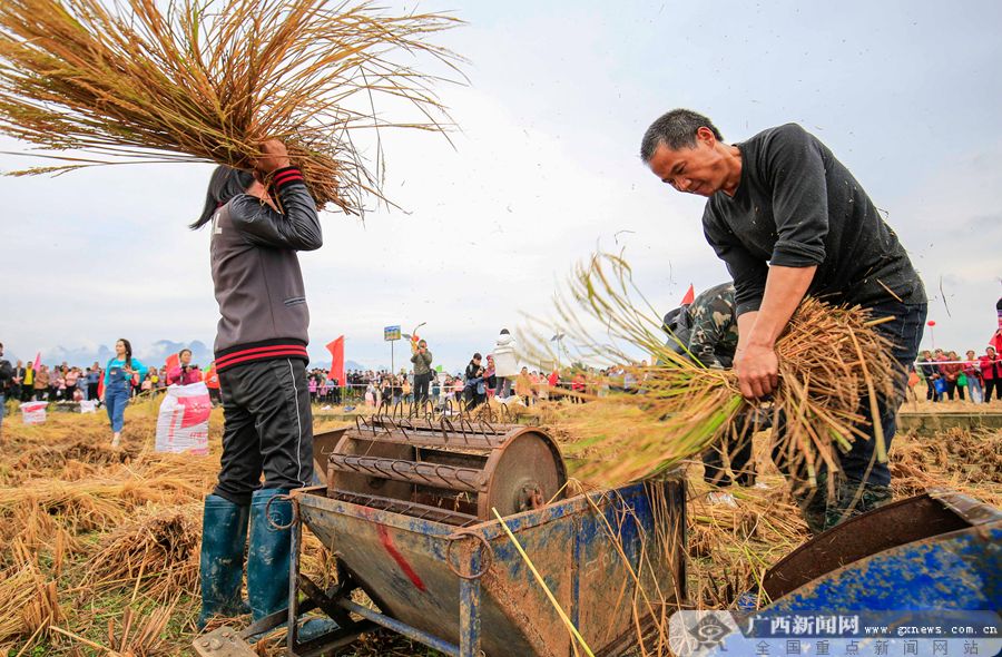 收稻子挑担子仫佬山乡群众稻田竞赛庆丰收