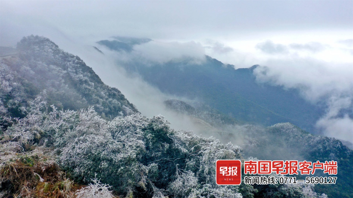 大明山雾凇美图刷屏南宁迎来下半年最冷天气