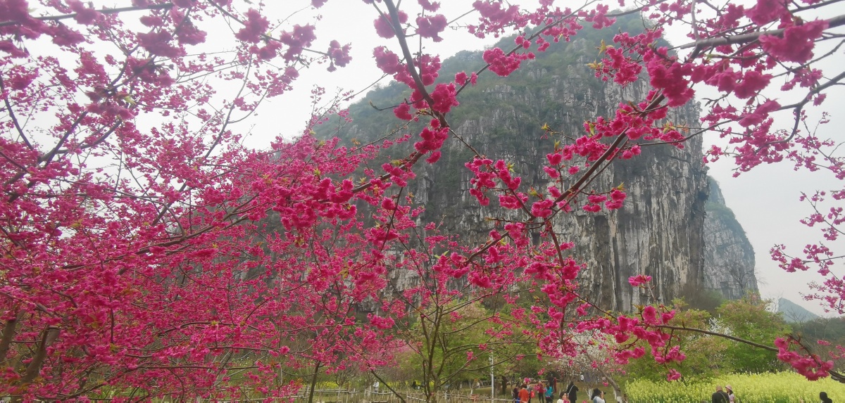 桂林南溪山公园樱花盛开春色满园