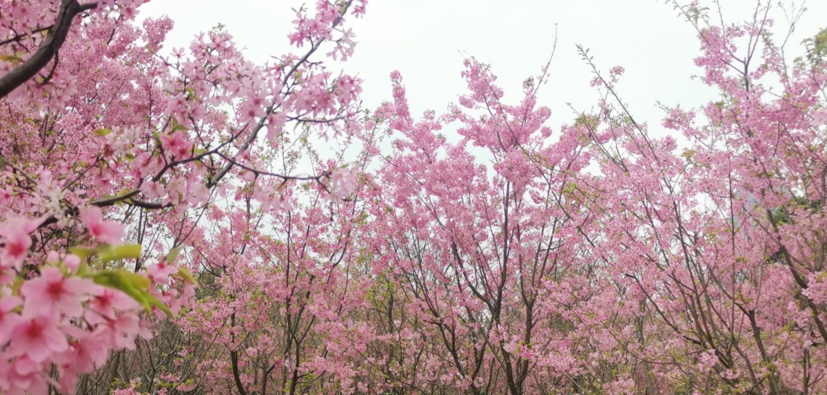 桂林南溪山公园樱花盛开春色满园