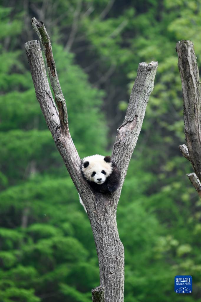 在中国大熊猫保护研究中心卧龙神树坪基地内,一只大熊猫在树上休息