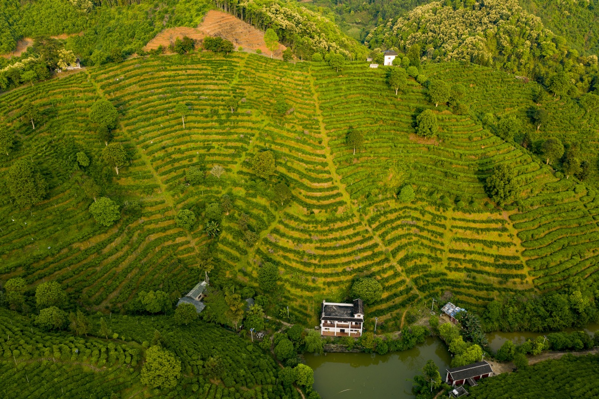 大美中国壮美广西0425丨茶园春色景如画