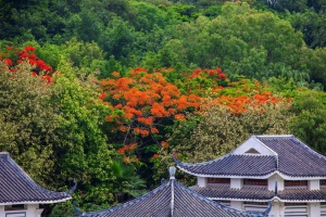 高清图集：超美的！南宁这个地方的凤凰花开红似火