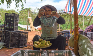 廣西融安：發展獼猴桃產業助農增收