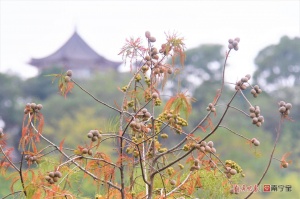 11月日立冬温暖如夏，邕城还“牵着”夏天的手(图)
