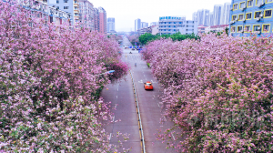 柳州又一处紫荆花盛开，美爆了！
