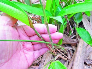 廣西再現原生美麗箬竹！該竹種屬廣西特有，距上次發現時隔42年