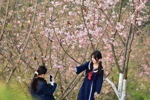 高清圖：柳州最佳賞花季已至！快出發“擁抱”春天