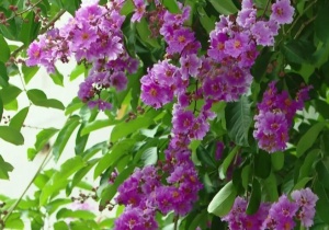 邂逅浪漫！“紫薇仙子”枝头盛放，扮靓邕城之夏