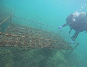完成30公顷珊瑚礁生态修复项目！广西在涠洲岛种珊瑚