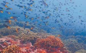 壮美广西·新山海经⑦丨种活海底一片“木犀”