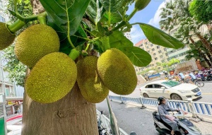 今年夏天，南宁街头树上的果实为何那么少？