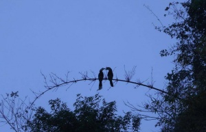 广西恩城国家级保护区又添冠斑犀鸟新成员
