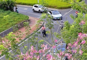 南宁秋季水果货架又添新品 石榴等进入降价通道