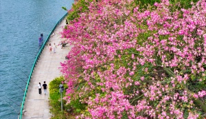 柳州市柳江河岸异木棉盛放，春花秋水美景再现