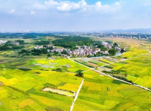 秋日限定，来广西这些地方体验“稻花香里说丰年”