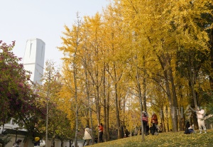 柳州这个公园银杏金黄，成为市民热门打卡地
