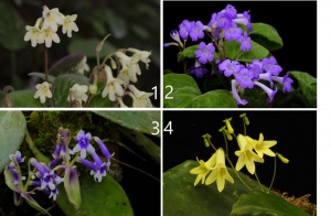 广西新增10种喀斯特地区特有植物分类群