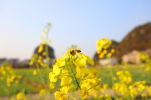 开门红！这个春节文旅融合玩出花