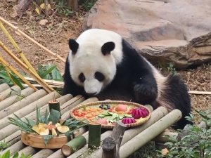 仅两天，低至10元！南宁市动物园门票优惠日来了！