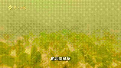 海草已种好 只待“人鱼”归