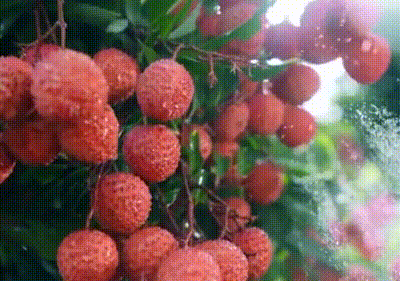 ƽ½˺ӷ־㉛حɽ𵽽