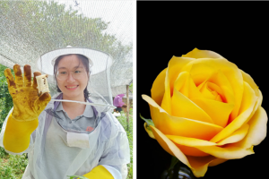 一份跨越千里的砂糖橘，一朵叫“文秀”的黄月季