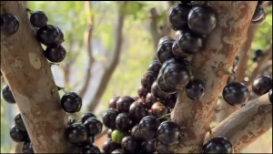 每公斤200元跌至15元！嘉宝果价格大幅回落，口感评价两极分化