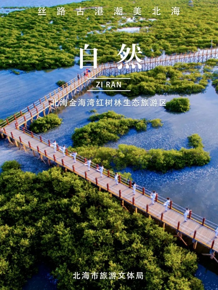 广西北海红树林简介图片