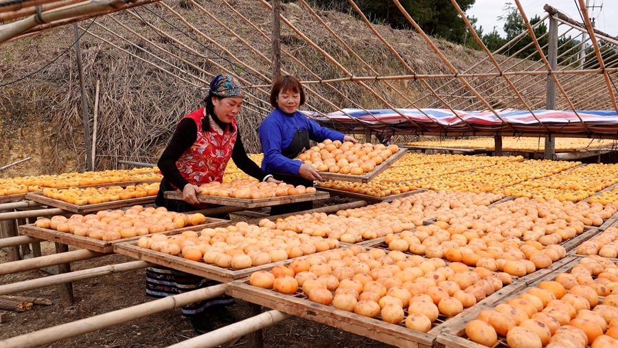 廣西南丹：月柿豐收上市 產品銷售漸旺
