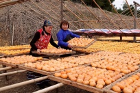 �V西南丹：月柿�S收上市 �a品�N售�u旺