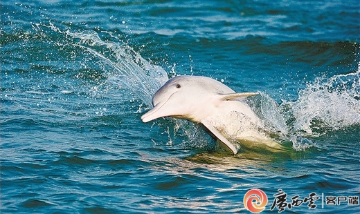 快来收藏！刚刚广西发布了布氏鲸和中华白海豚观护指南(图7)
