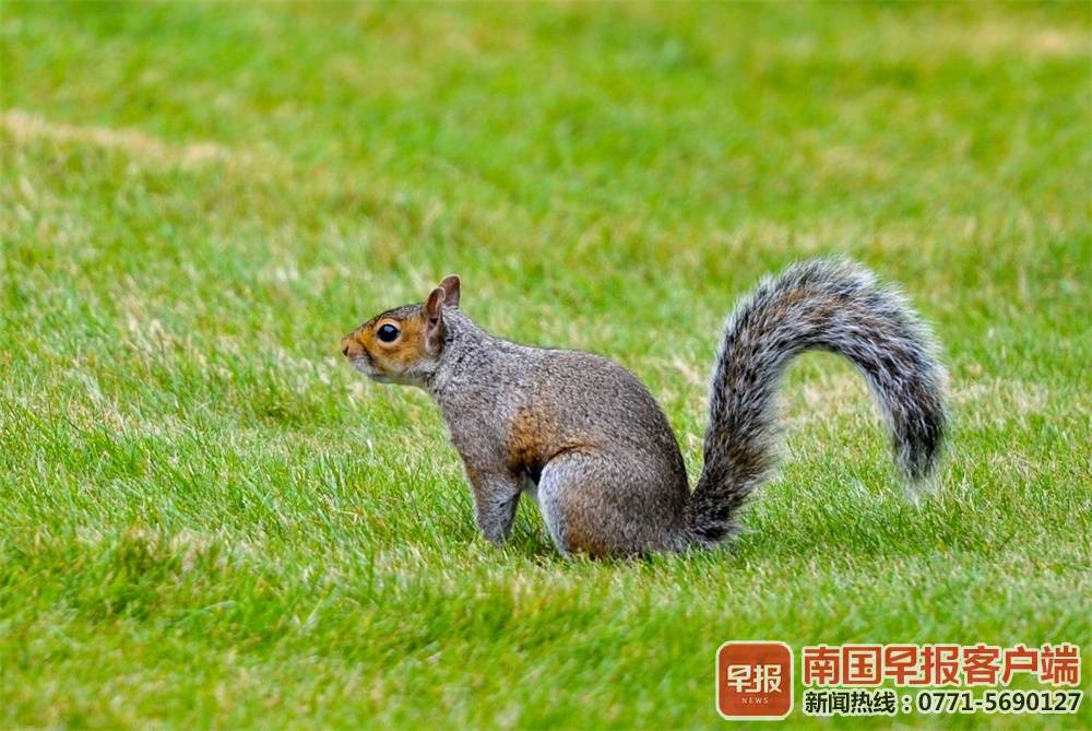 松鼠现身南宁多个小区 居民围观拍照准备美食招待|手机广西网