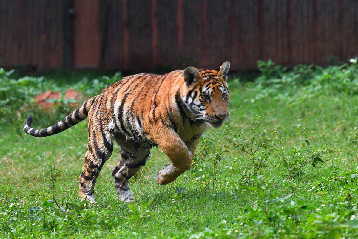 春节哪里去不必远行就在广西区内就可以