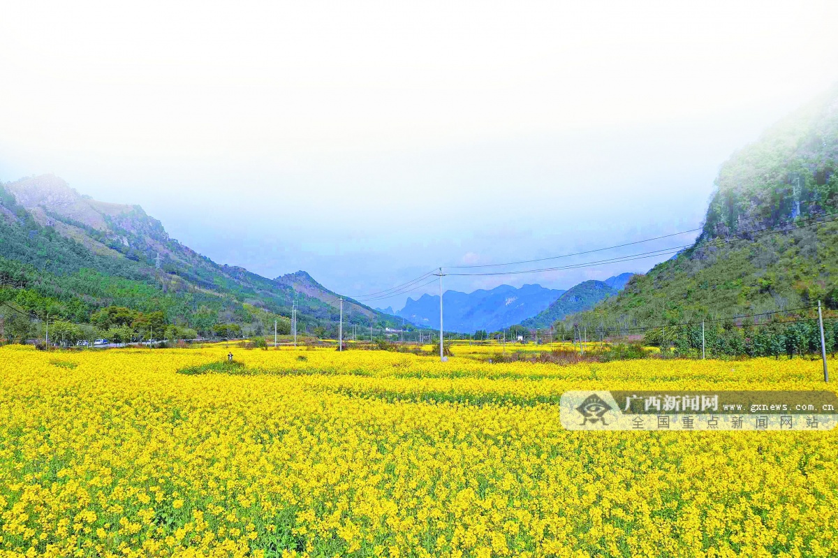柳州油菜花图片