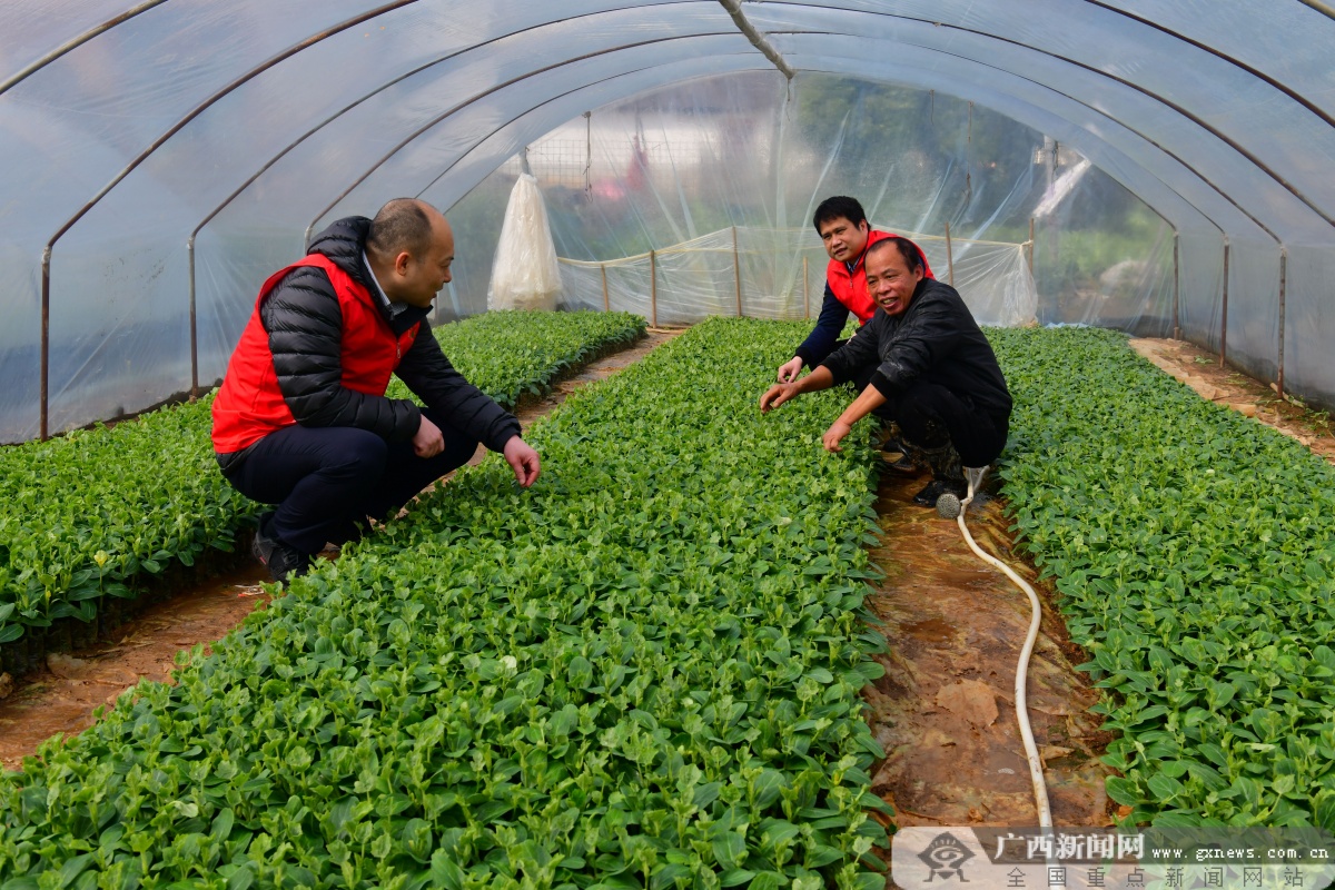 邕宁农村信用联社支持春耕生产保障农民增收