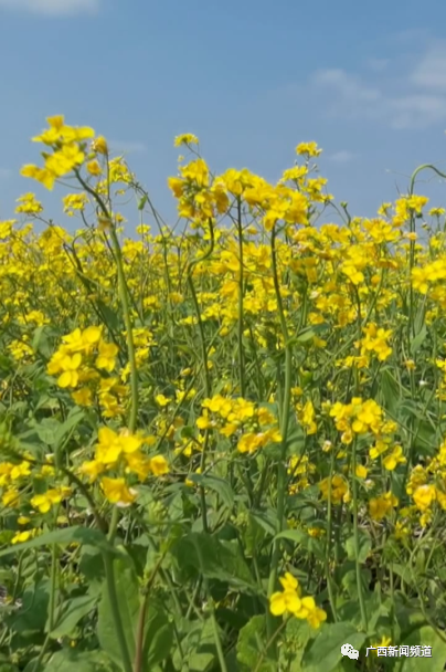 广西宾阳古辣油菜花图片