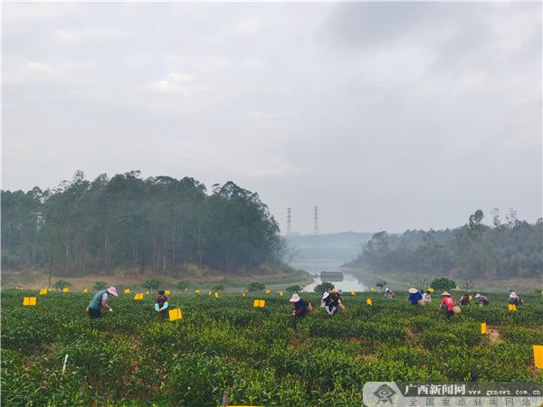 灵山县陆屋镇图片