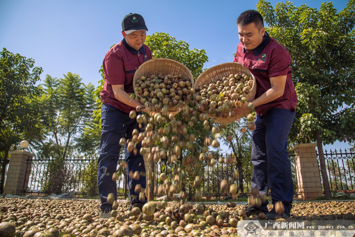 广西大力推广油茶n复合经营模式