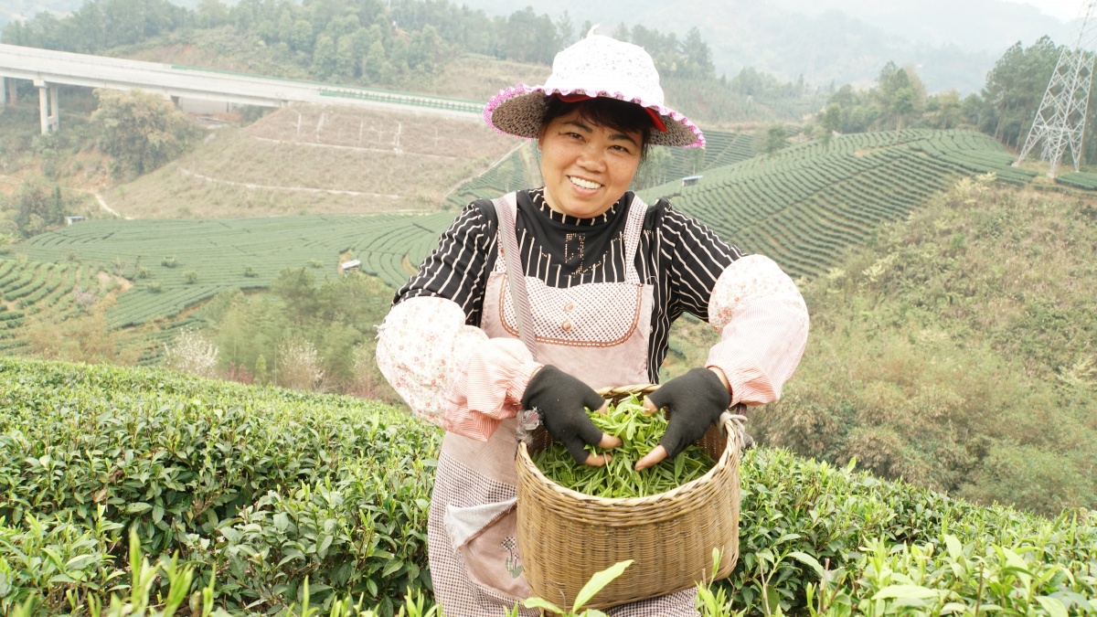 昭平:早春第一茶开采-广西新闻图集