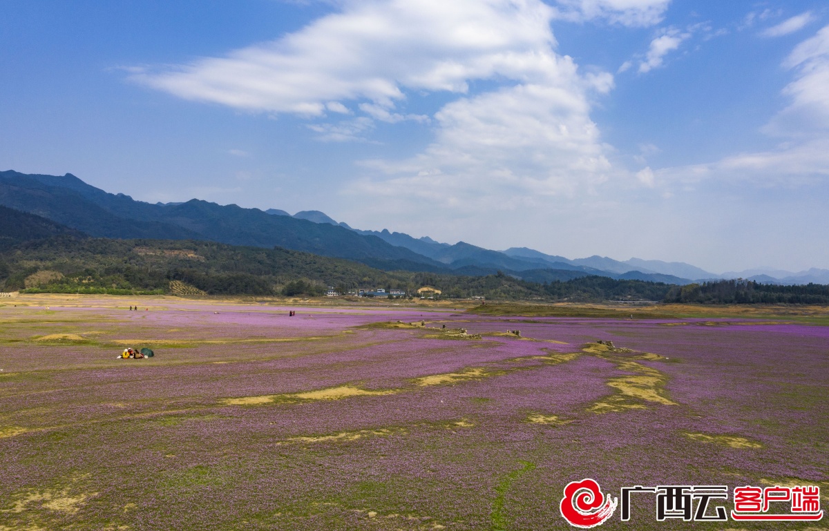 组图太美了桂林灵川紫云英花海醉游人
