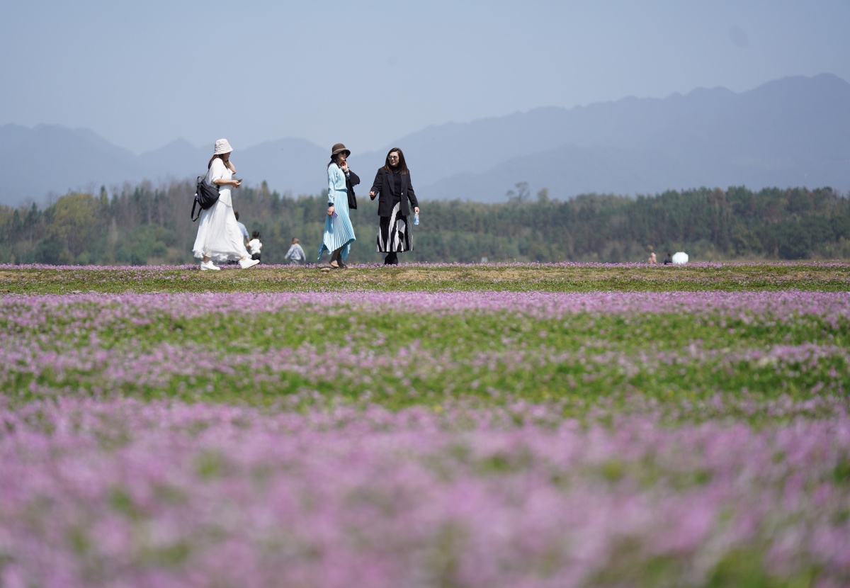 组图太美了桂林灵川紫云英花海醉游人