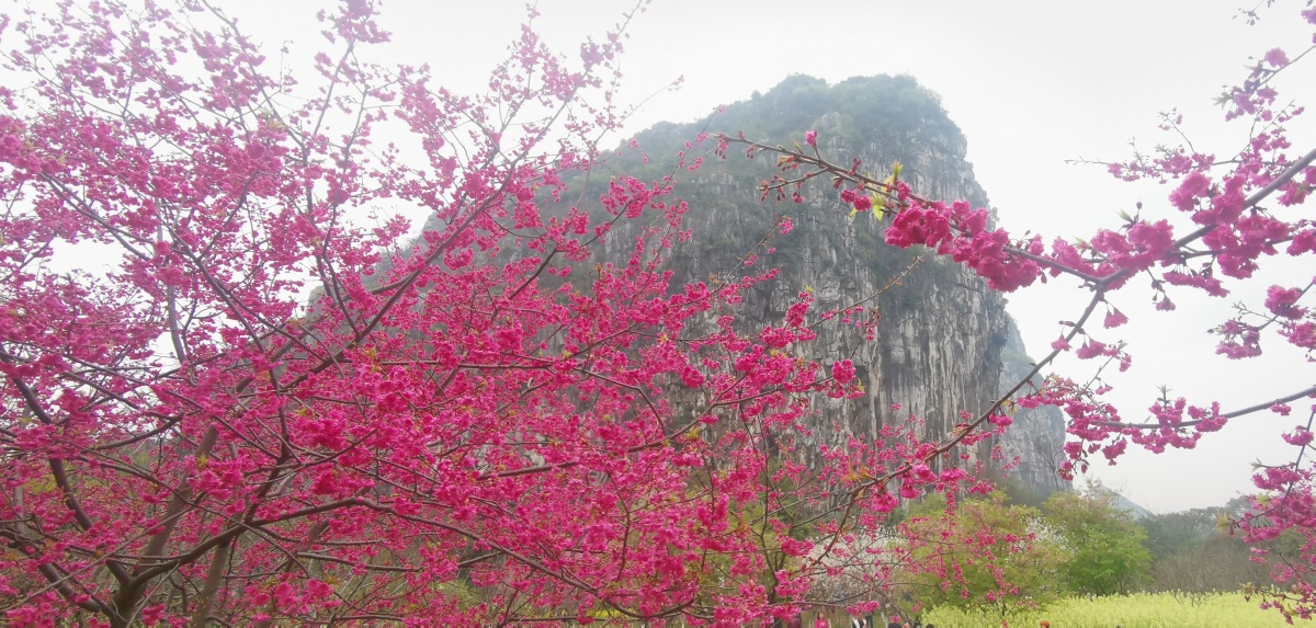 桂林南溪山公园樱花盛开春色满园