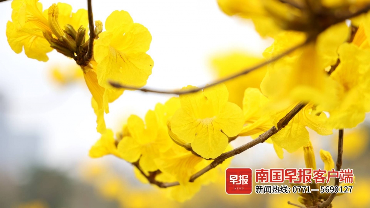 三月广西花的世界里谁是c位当然是黄花风铃