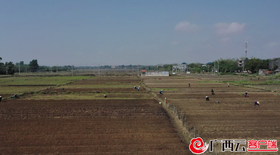 春耕备耕忙起来把撂荒地打造成千亩农业示范种植项目(图2)