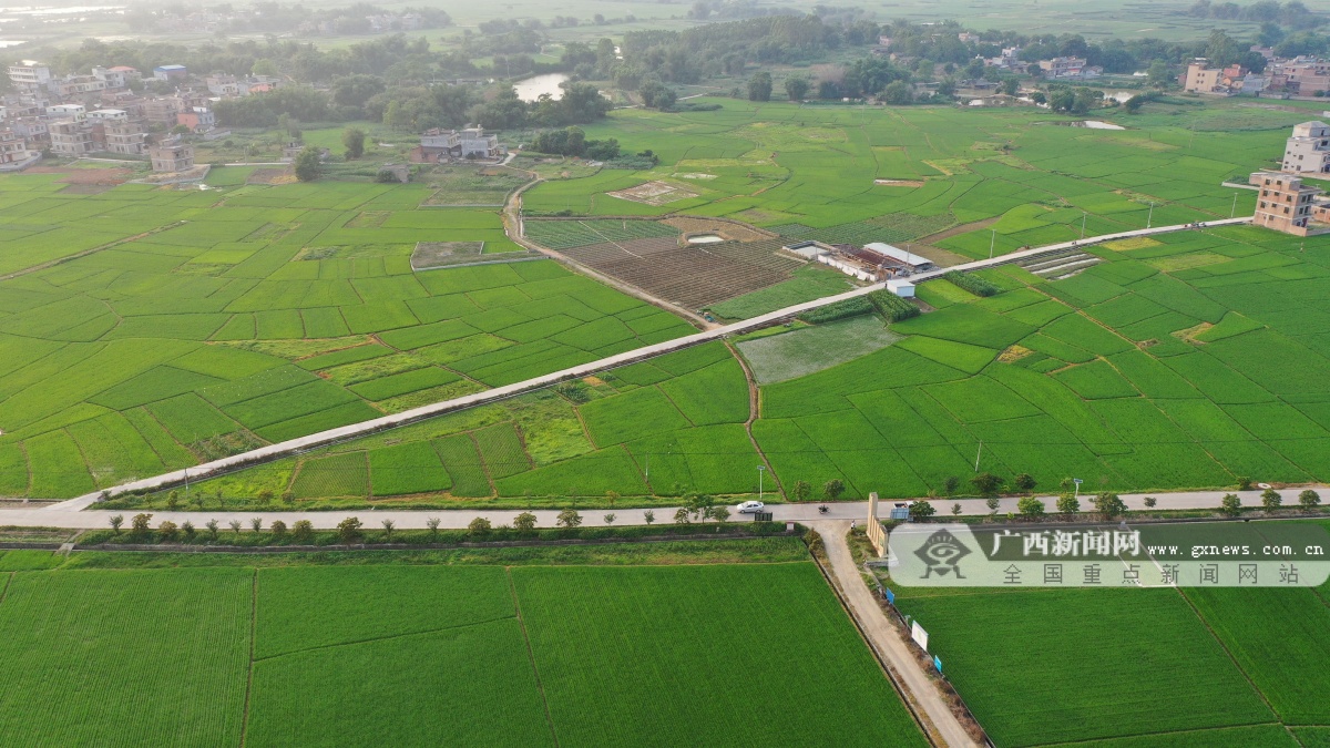 3月9日,桂平市南木镇高标准农田示范基地,青翠欲滴的秧苗随着插秧机的