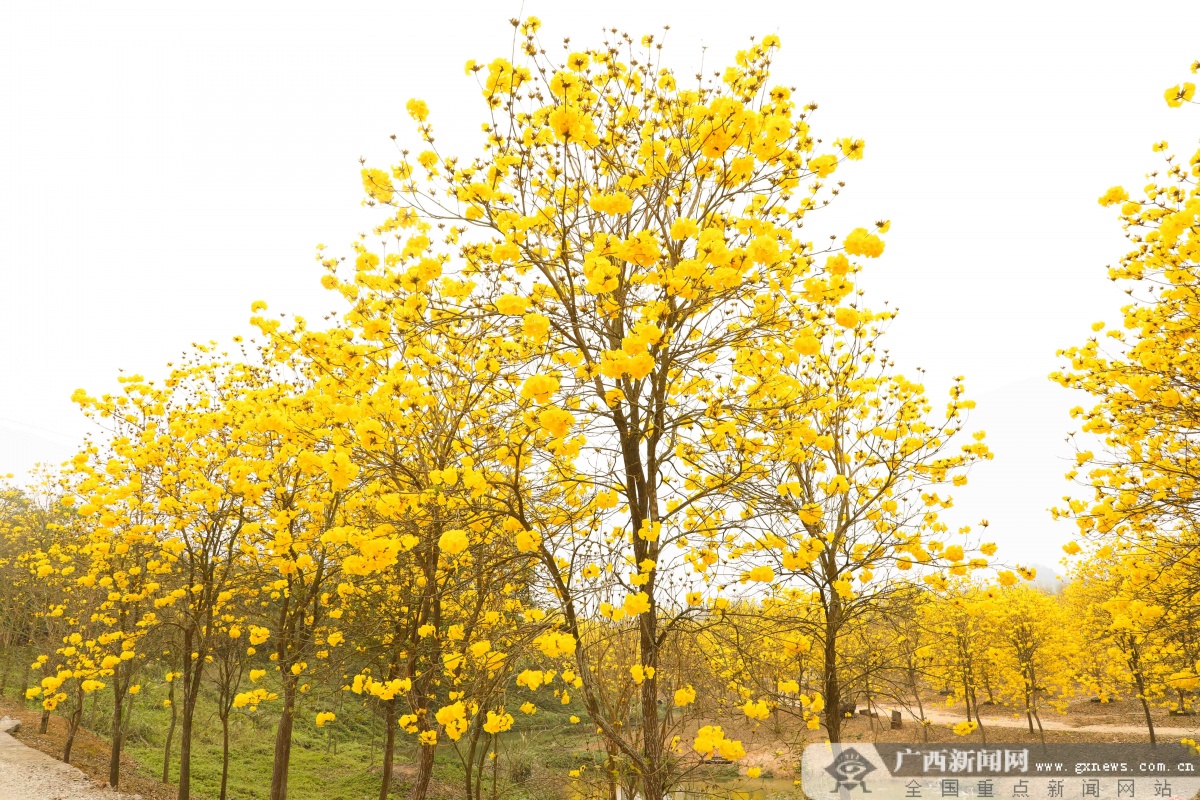 十里花卉长廊图片