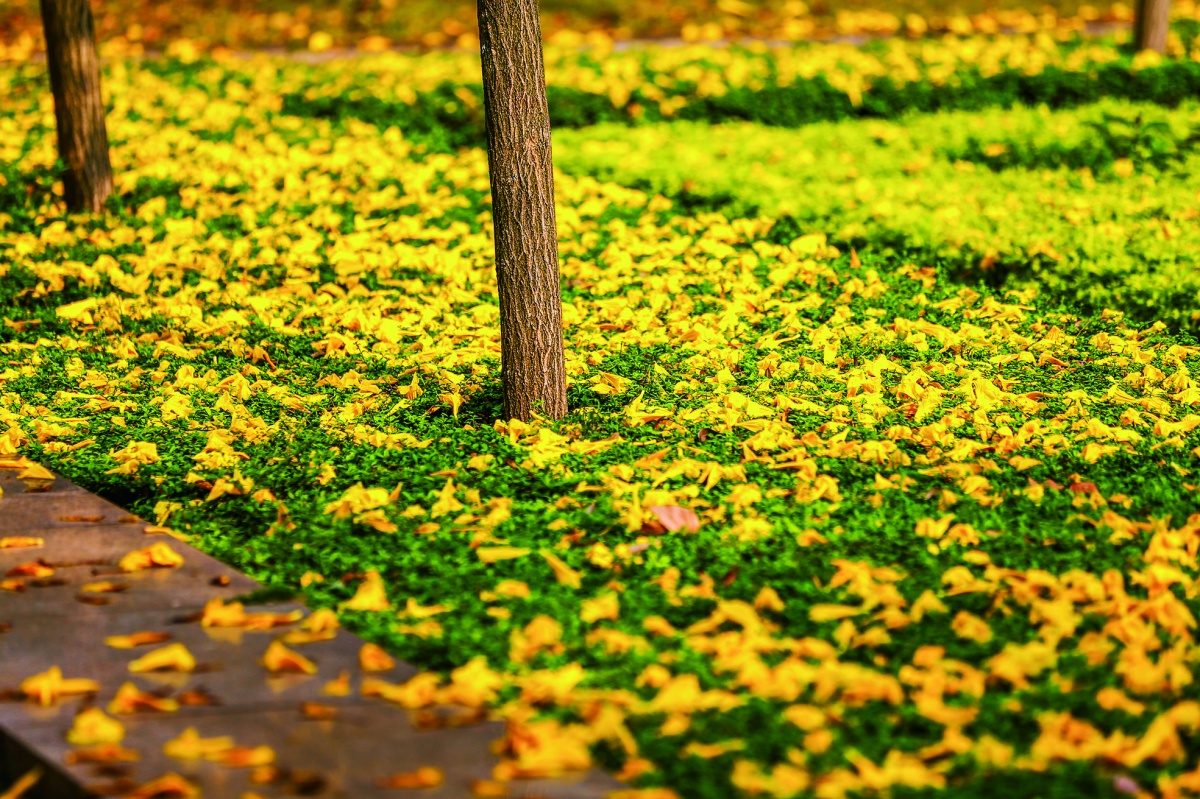 黄花风铃烂漫开来柳州赴一场春天的约会